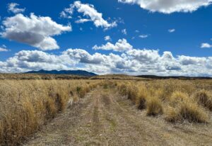 Babacomari Ranch Grass