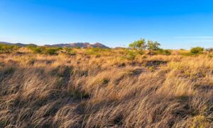 Mescal Plains & Mountains